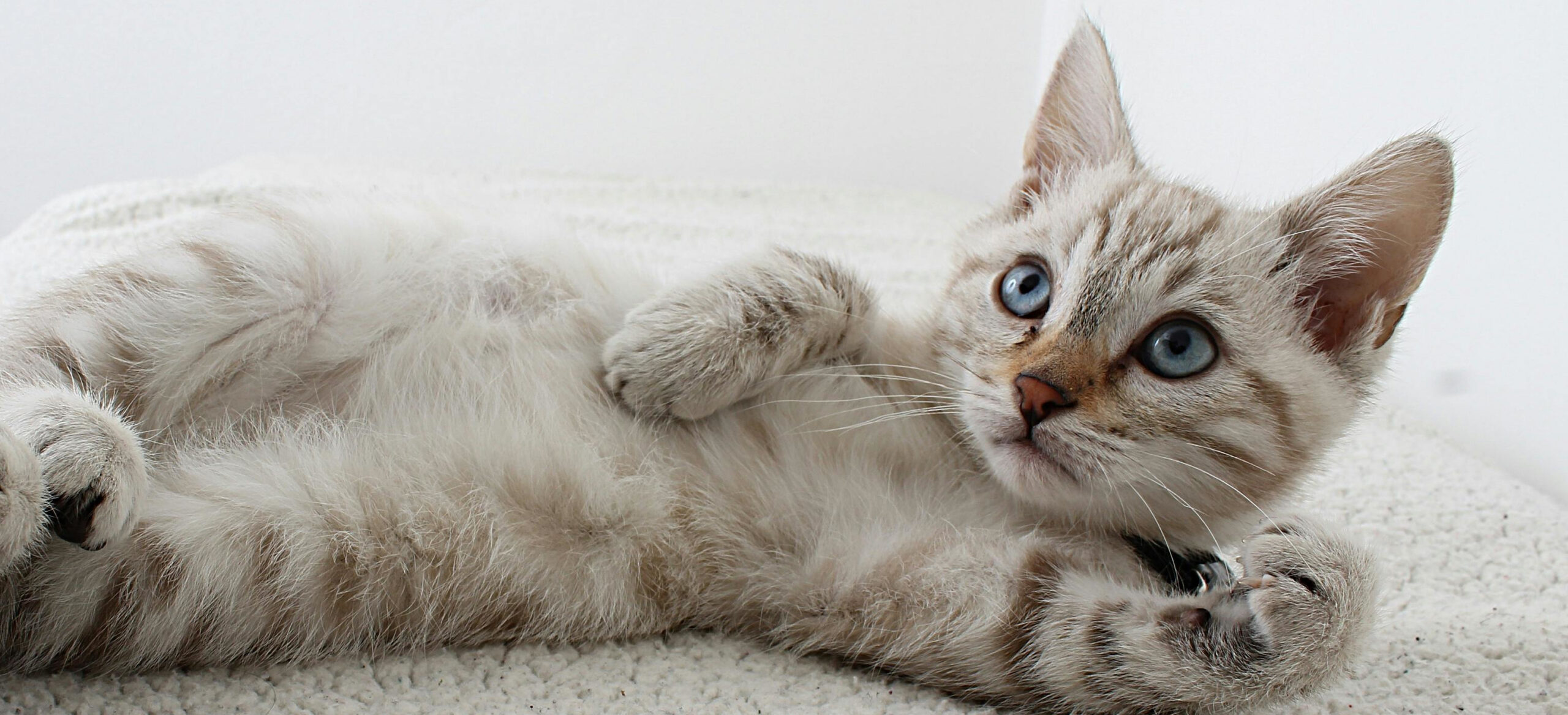 Kot leżący na boku