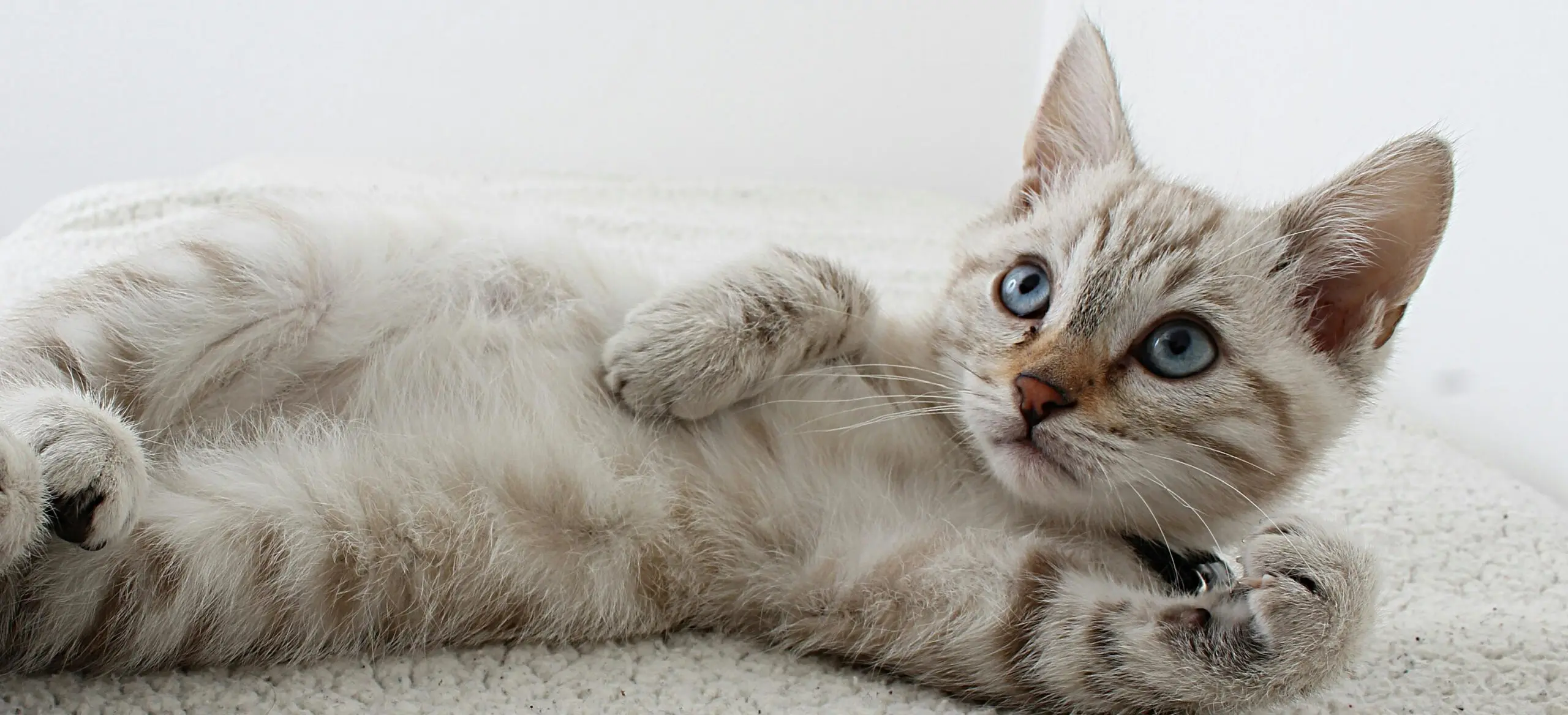 Kot leżący na boku