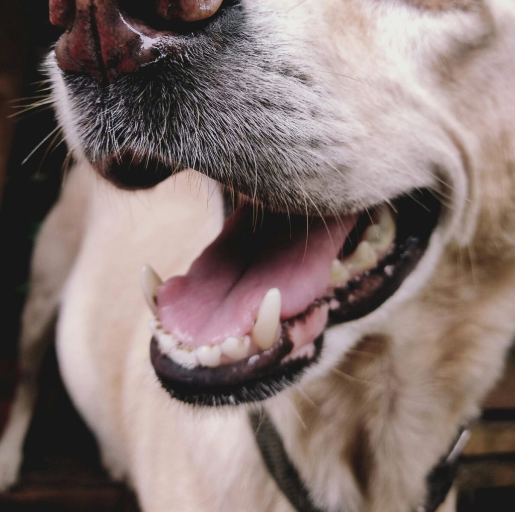 Zbliżenie na uzębienie psa