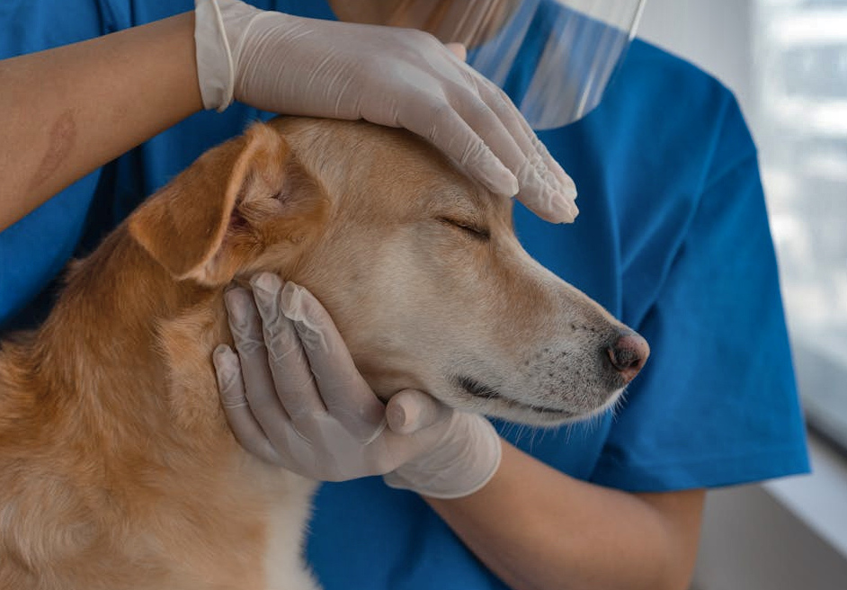 Pies badany przez weterynarza